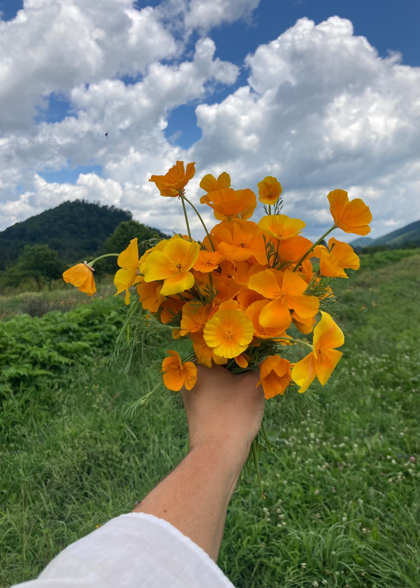 California Poppy Flower Essence