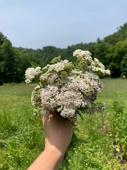 Yarrow Flower Essence