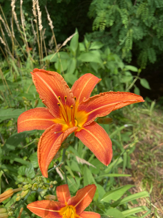 Orange Daylily Flower Essence